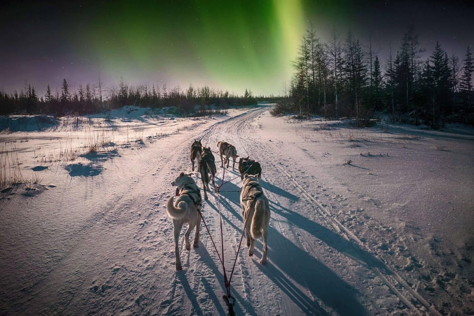 Alta: Dog Sledding Trip Under the Northern Lights - Detailed Itinerary