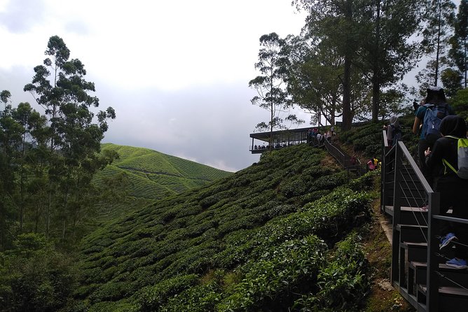Amazing Cameron Highland Day Tour From Kuala Lumpur - Unique Activities Offered