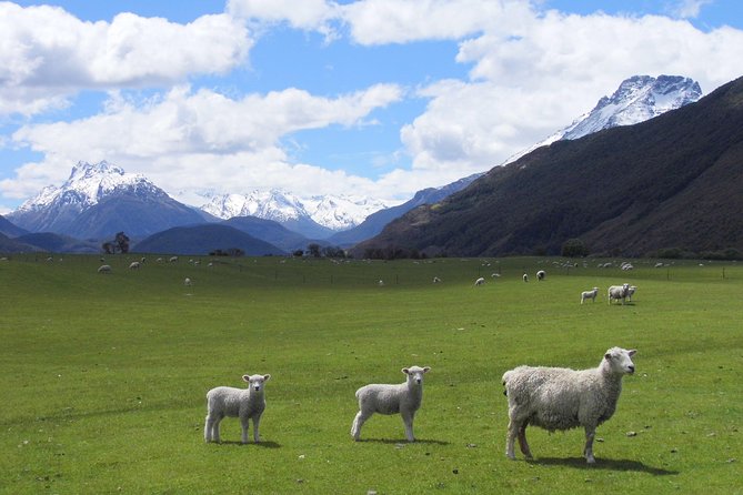 Amazing New Zealand Itineraries & Chauffeur-Driven Tours - Accommodation Choices