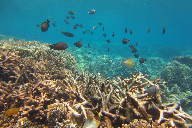 Amazing Snorkeling at Mun Island ( Group Tour ) - Pickup and Drop-off