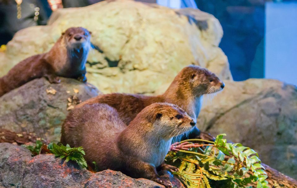 Aquarium of the Bay VIP Tour - Traversing Catwalks and Dive Operations