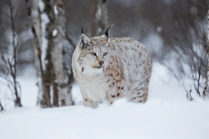 Arctic Animal Day Trip With Husky Farm, Reindeer Farm and Wildlife Park Visit - Husky Sleigh Ride Experience