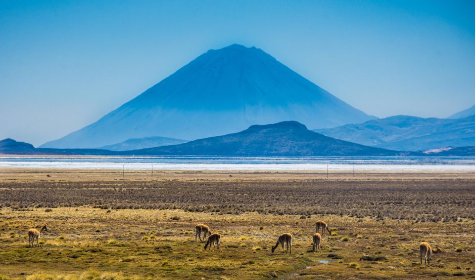 Arequipa: Reserve of Salinas and Aguada Blanca-Lojen Volcano - Whats Included