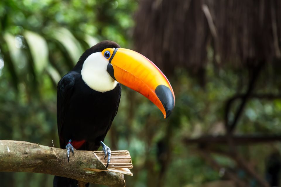 Argentinian Iguazu Falls Full Day Tour - Detailed Itinerary
