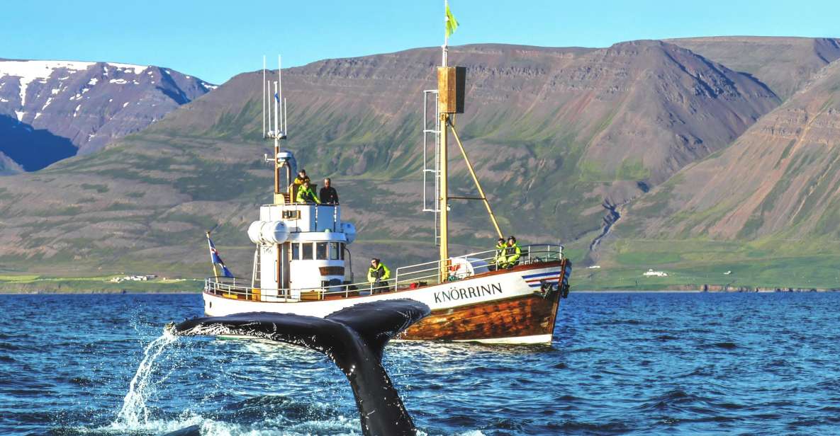 Árskógssandur: Whale-Watching Boat Trip - Inclusions