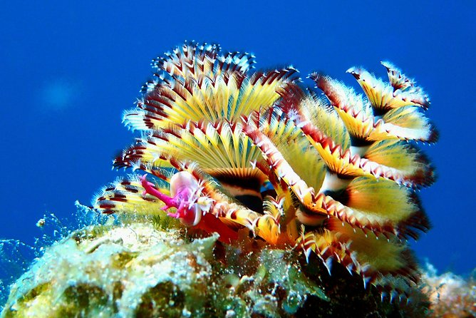 Aruba 2-Tank Guided Dive for Certified Divers With Own Equipment - Dive Requirements and Restrictions