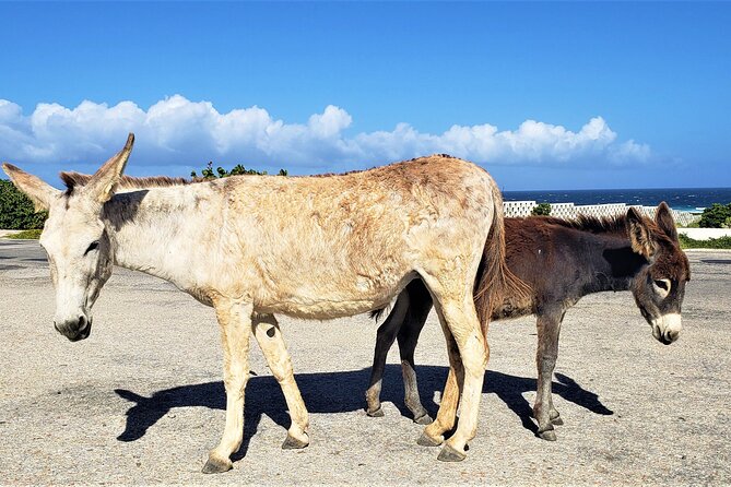 Aruba Baby Beach Express Tour - Activities at Baby Beach