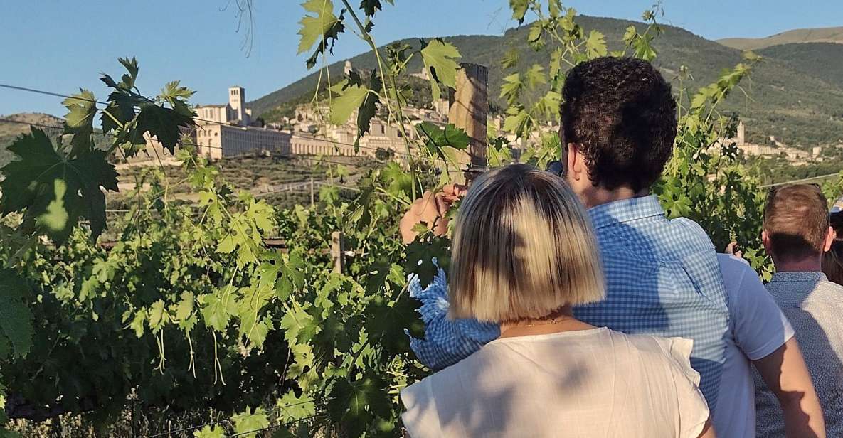 Assisi: Wine Tasting, Gourmet Pairing, Walk in the Vineyards - Vineyard Exploration