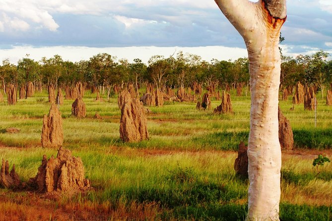 Atherton Tablelands Small-Group Food & Wine Tasting Tour From Port Douglas - Tour Experience and Feedback