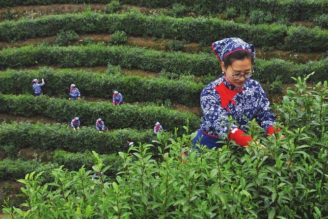 Authentic Hangzhou Longjing Tea Culture Experience Tour - Customer Reviews and Feedback