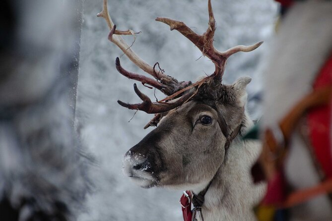 Authentic Reindeer Farm Experience in Rovaniemi - Pricing Details