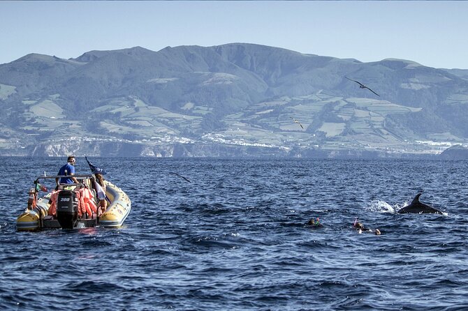 Azores Swim With Dolphins Atlantic Experience - Health and Safety
