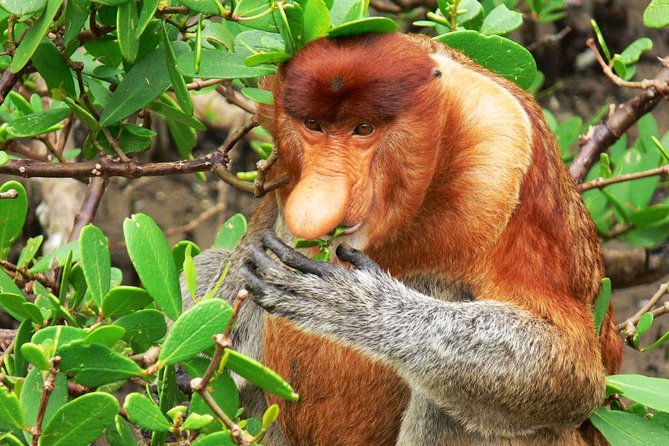 Bako National Park - Best Times to Visit