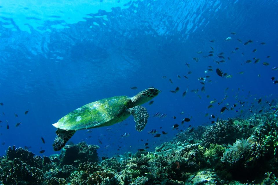 Bali: Padangbai Blue Lagoon Scuba Diving - Exciting Dive at Dropoff Site