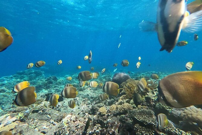 Bali Private Snorkeling (Manta, Sea Cucumber, Crystal) and Nusa Penida Tour - Pickup Locations and Timings