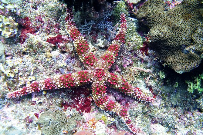 Bali Scuba Diving Trip at Tulamben for Certified Diver - Health and Safety Guidelines