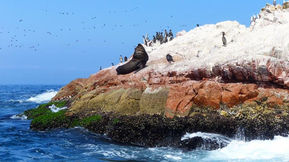 Ballestas Islands & Paracas National Reserve From Paracas - Inclusions and Exclusions