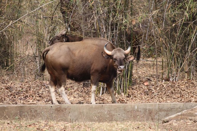 Bandipur Sanctuary Tigers & Elephants - Visitor Reviews