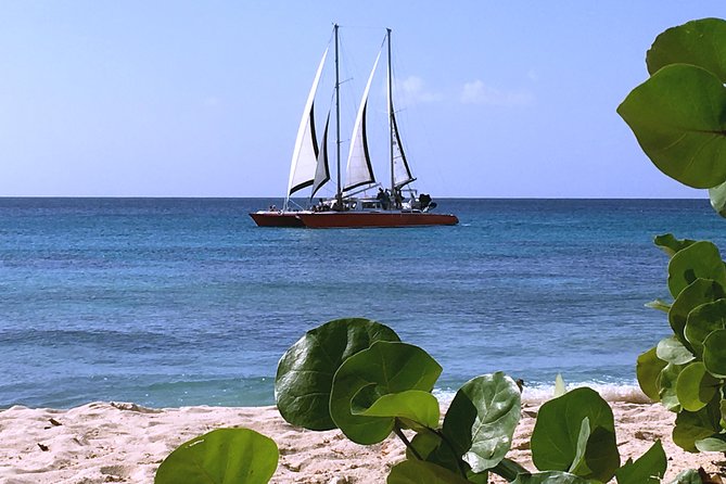 Barbados Catamaran Turtle and Shipwreck Snorkeling Cruise - Operator Information