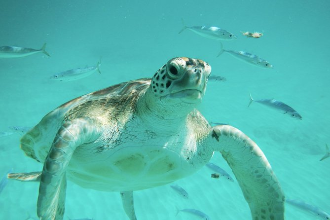 Barbados Harrisons Cave Tram Tour and Boat Cruise Snorkel Adventure - Highlights of the Experience