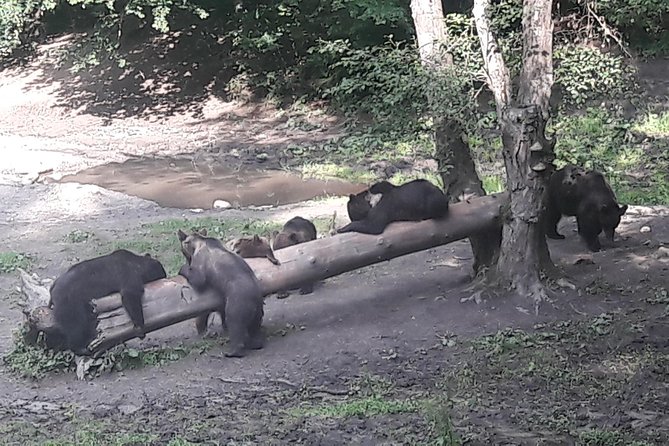 Bear Watching in the Wild From Brasov - Best Time for Bear Watching