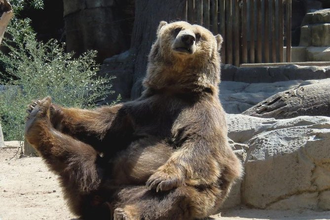 Bears Sanctuary, Draculas Castle, Brasov Day Trip Private Tour From Bucharest - Bear Sanctuary Experience