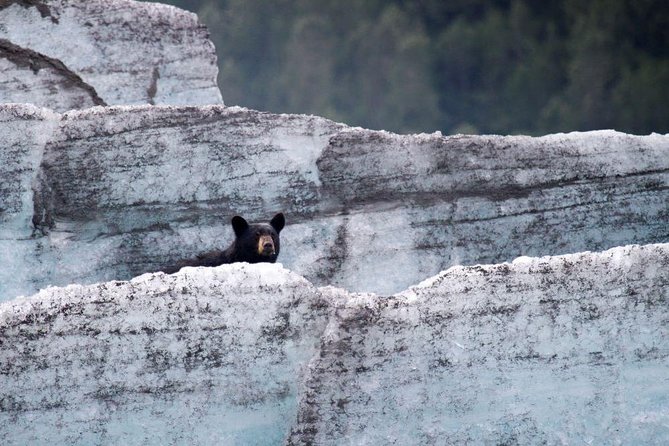 Bears, Trains & Icebergs Tour - Customer Experiences and Feedback