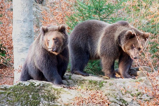 Bearwatching Hiking Day Tour in High Tatras From Poprad - Meeting and Pickup Details