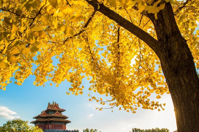 Beijing Layover Tour to Tiananmen Square and Forbidden City - Tour Experience Highlights