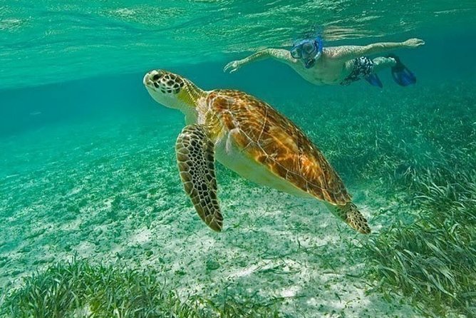 Belize Hol Chan Marine Reserve & Shark Ray Alley Snorkel Tour - Ambergris Caye - Tour Inclusions and Benefits