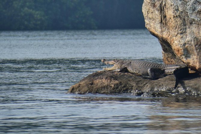 Bentota River Safari By BTM (Mangrove & Wildlife Encounter) - Inclusions and Booking Details