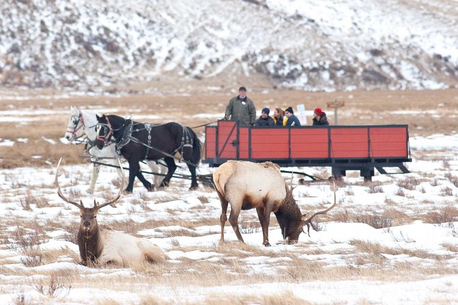 Best of Jackson Hole Wildlife Safari Tour - Cancellation and Refund Policies