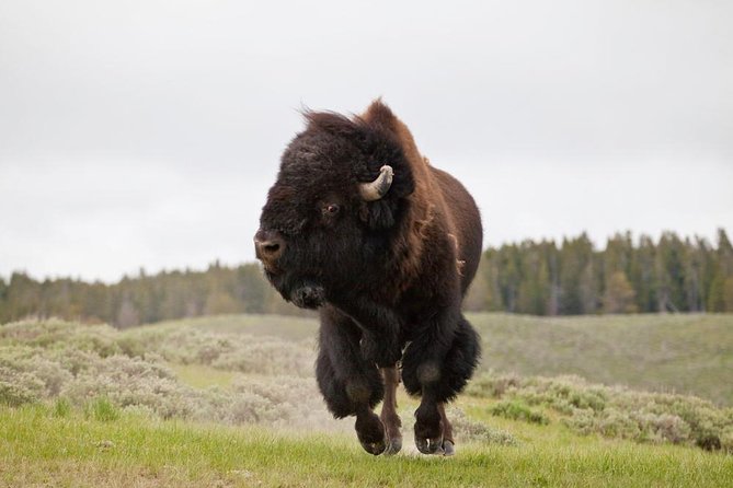 Best of Yellowstone Private National Park Safari Tour - Inclusions and Amenities