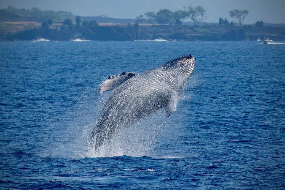 Big Island: Kona Super Raft Whale Watch - Highlights