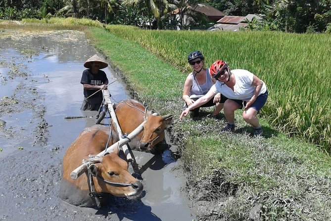 Bike Ride in the Rice Fields, Bali Countryside - Pickup and Dropoff Locations