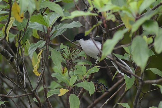 Bird Watching Doi Inthanon - Transportation and Pickup Options