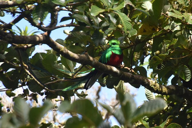 Bird Watching Tour in Monteverde - Bird Species to Expect