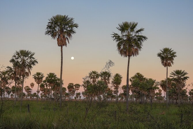 Birding and Nature Chaco Tour - Exploring the Chaco Ecosystem
