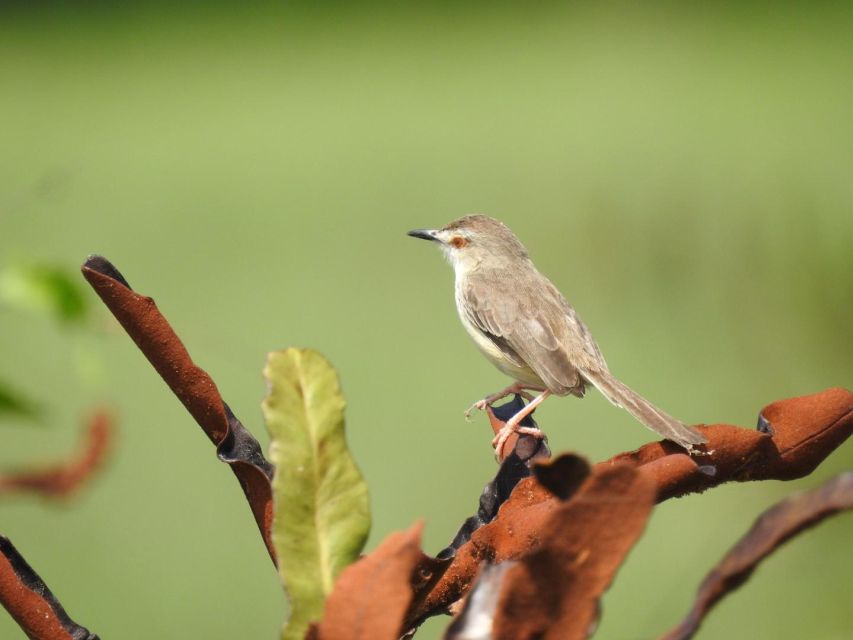 Birdwatching in Kochi - Notable Bird Species