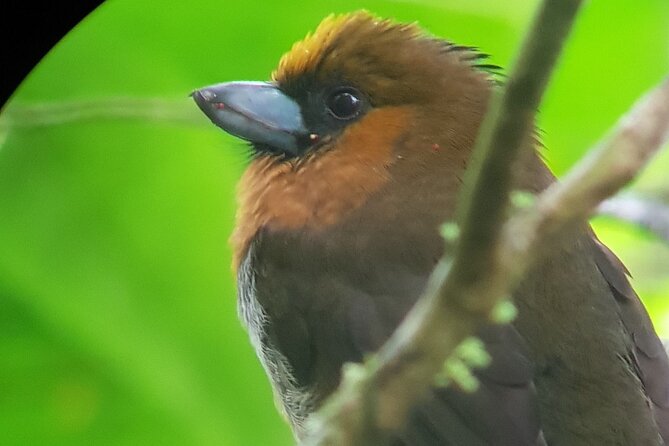 Birdwatching Tour in Monteverde - Tour Experience and Reviews