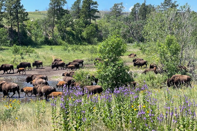 Black Hills Mount Rushmore and Beyond - Crazy Horse Memorial Insights