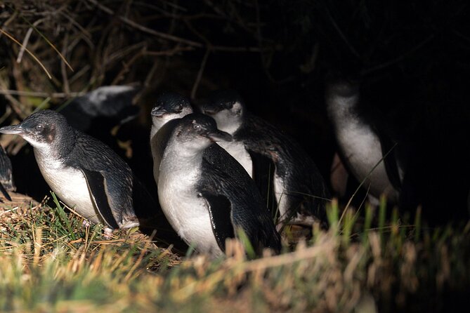 Blue Penguins Pukekura- Late Tour Penguin Viewing - Booking Information