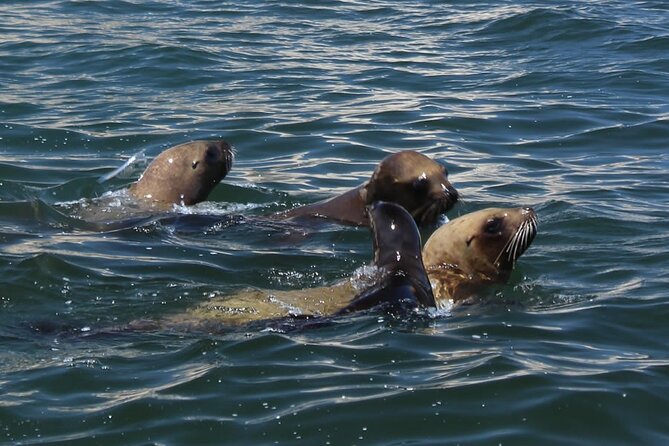 Boat Tour of the Ballestas Islands in Paracas - Customer Feedback and Ratings