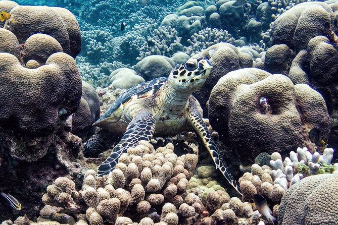 Boat Trip for Snorkeling Discovery of Corals - Participant Guidelines