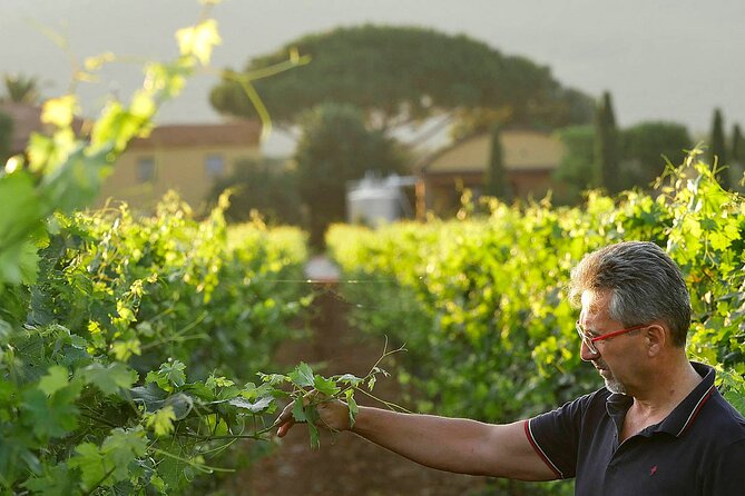 Bolgheri: Premium Wine Tasting With Winery Tour - Group Size and Tour Details