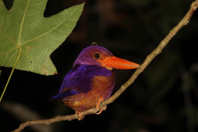 Borneo Wildlife Tour 2 Days 1 Night At Tanjung Bulat Jungle Camp Kinabatangan - Transportation and Pickup Options