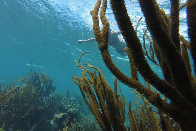 Buccoo Reef and Nylon Pool Adventure - Highlights of the Adventure