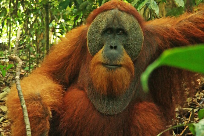 Bukit Lawang Tour 3days-2 Night Jungle Trekking Including Rafting - Meeting and Pickup Details