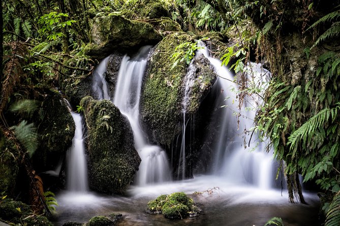 Buried Village of Te Wairoa - Guided Tours and Activities