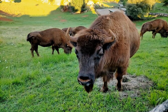 Cabarceno Natural Park Visit - Booking and Confirmation